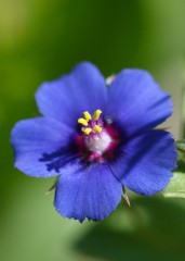 fiorellino-azzurro.jpg